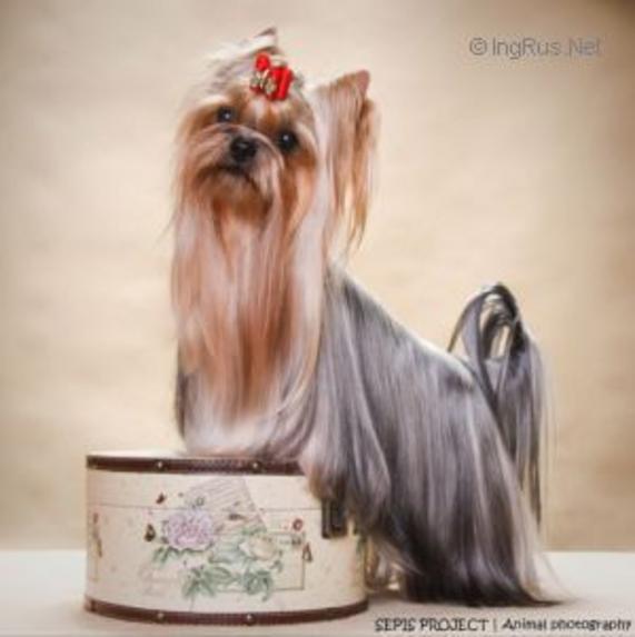 EXCLUSIVE MADEMOISELLE COCO CHANEL ARS ASHANTI &mdash; Labaza DogPedigree YorkshireTerrier